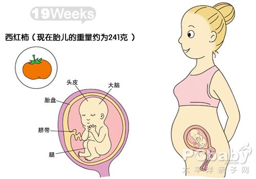 怀孕11-20周图解
