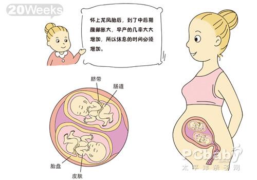 双胞胎胎儿发育图_科普图库_亲子图库