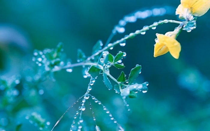 《春暖花开》 大自然壁纸_植物_太平洋电脑网