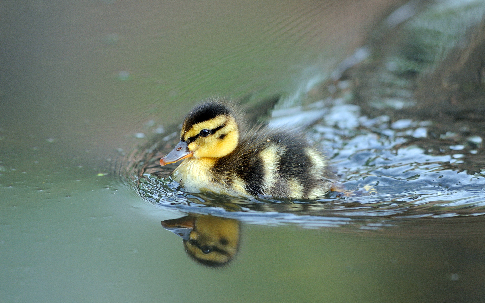 ducks, Duckling, Baby, Birds Wallpapers HD / Desktop and Mobile Backgrounds