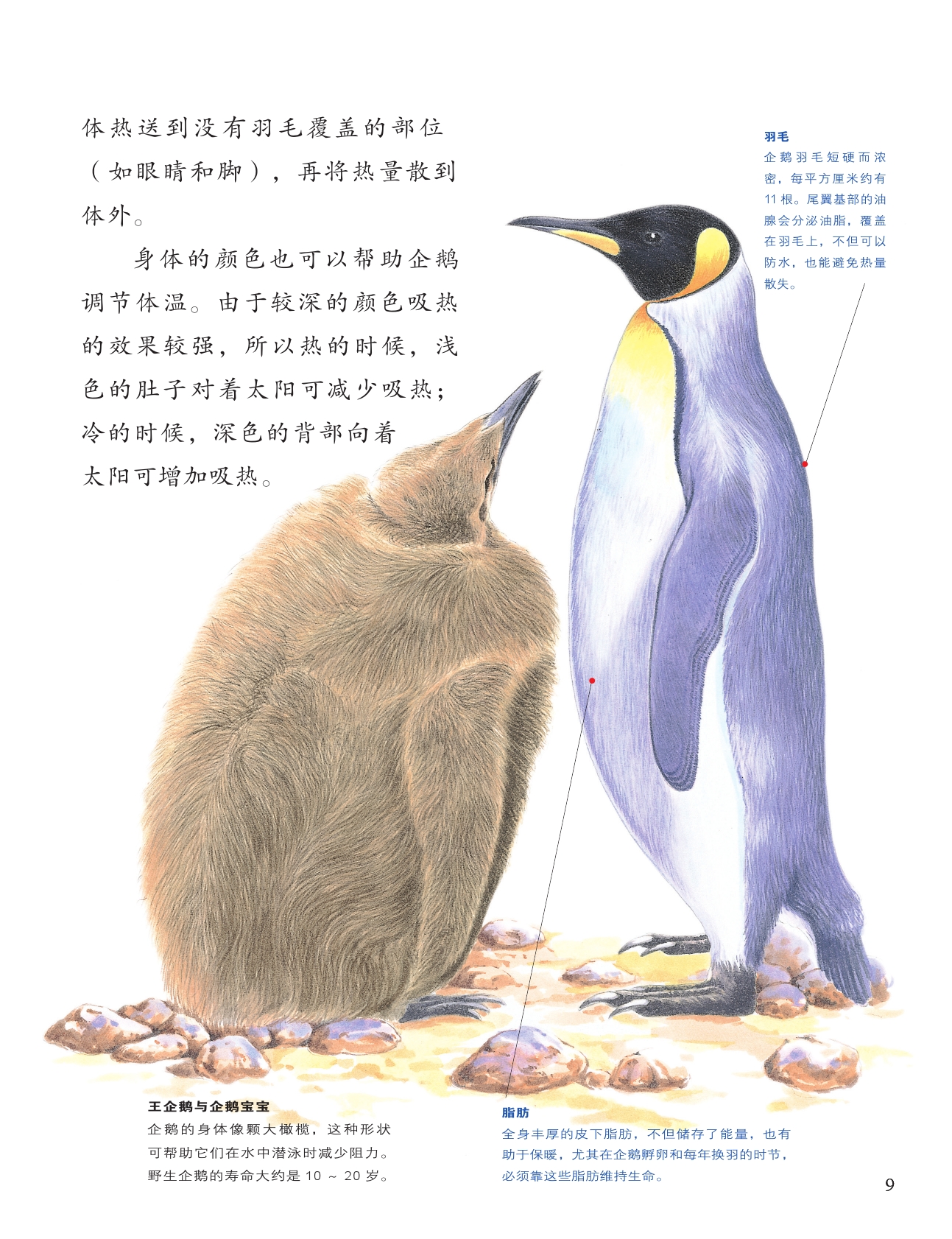 绘本连载 小牛顿科学全知道1 王企鹅与我 3-6岁 亲子阅读