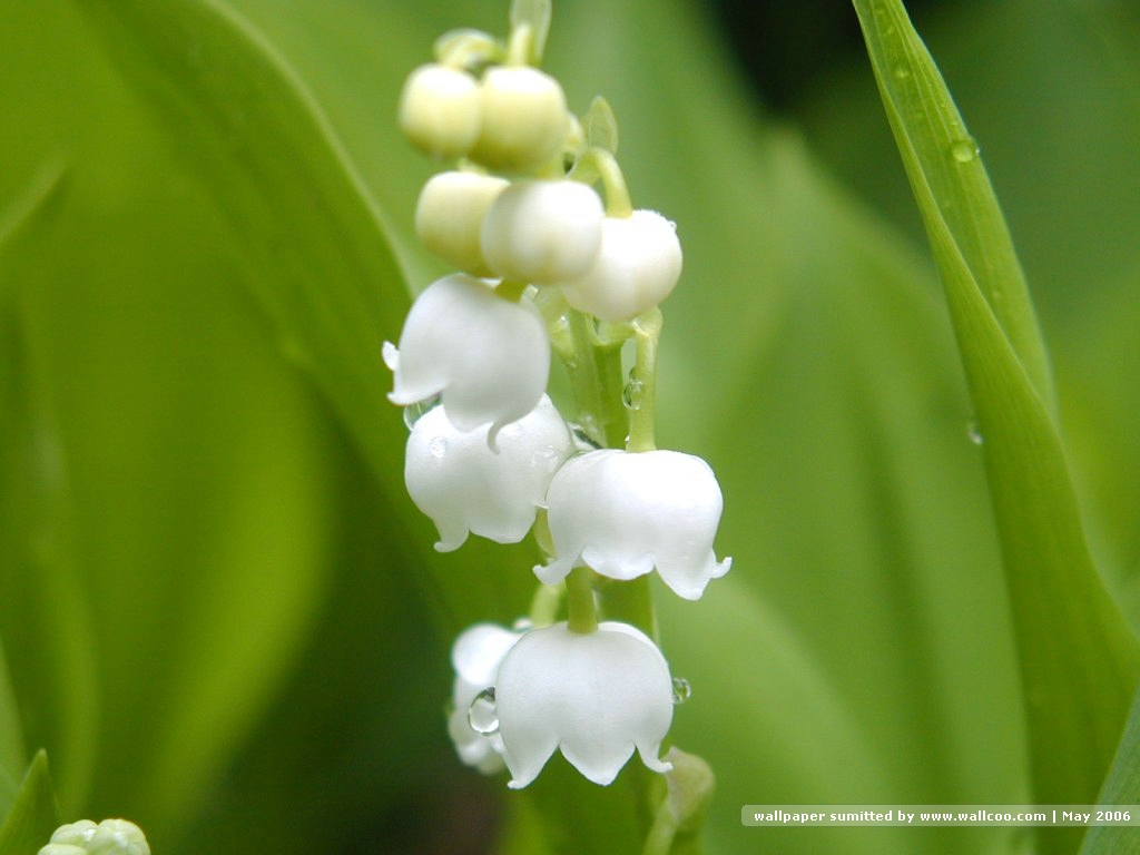 白色鈴蘭花壁紙