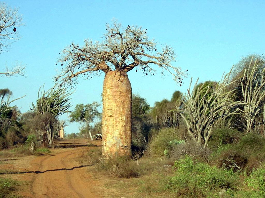 拉梅雷或马达加斯加棕榈树是非洲巨型植物，尖刺 库存照片. 图片 包括有 锋利, 结构树, 自然, 贫瘠 - 166502392