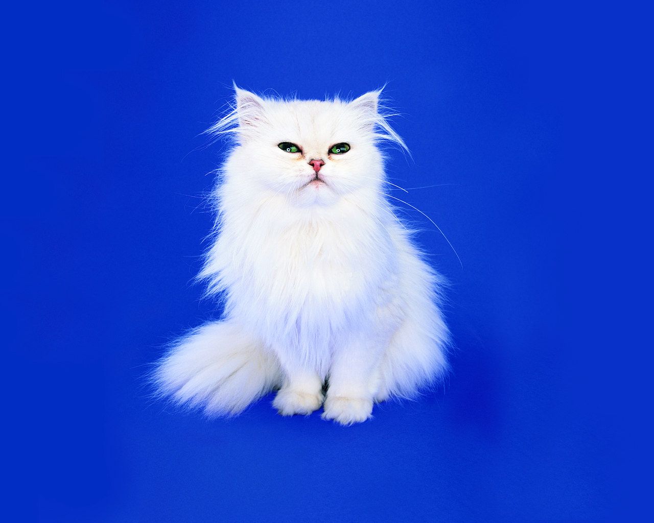 猫咪趣怪壁纸