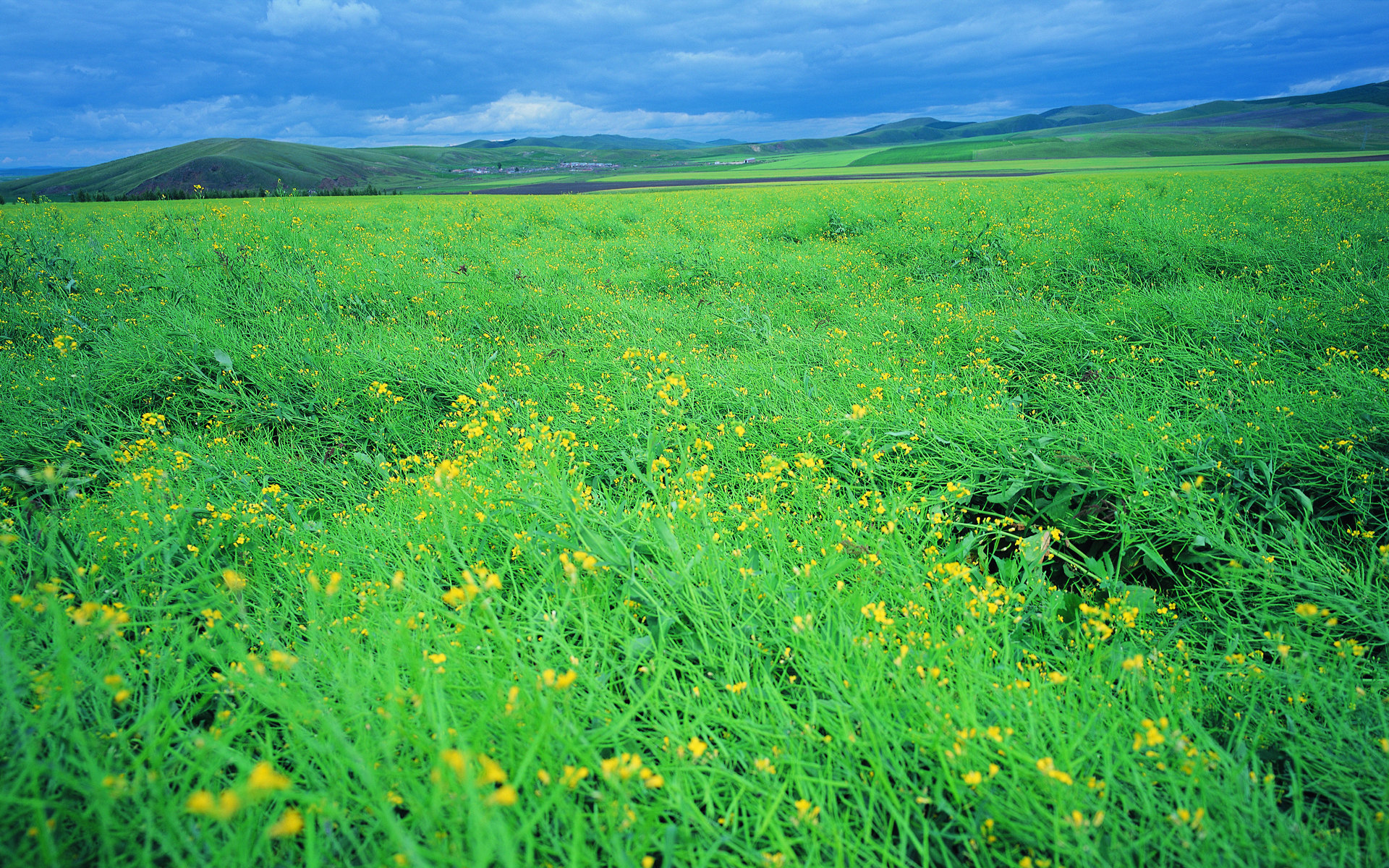 夏日廣闊草原風景壁紙