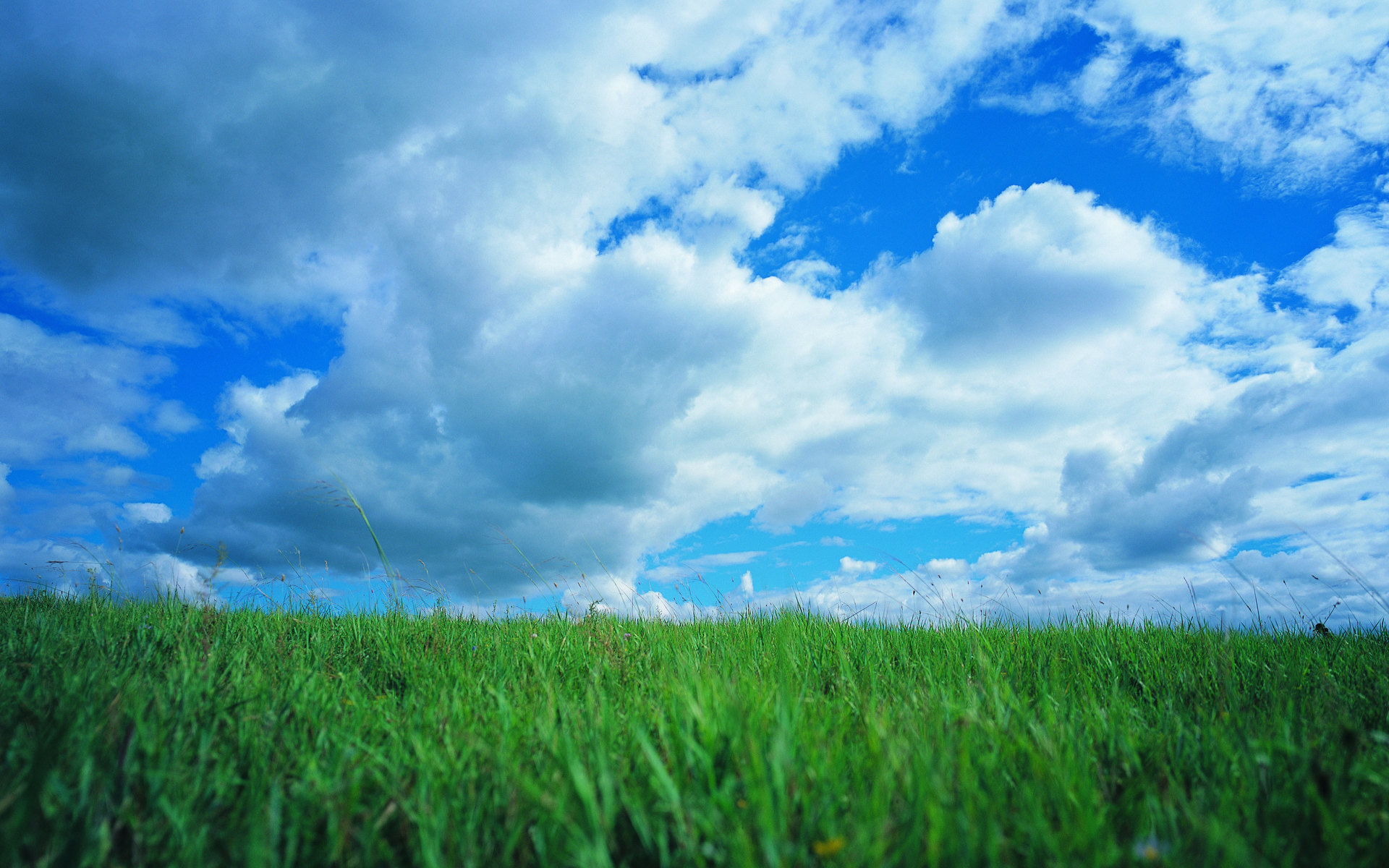Песню небо голубое поле. Трава и небо. Поле и небо. Синее небо зеленая трава. Зеленый луг.
