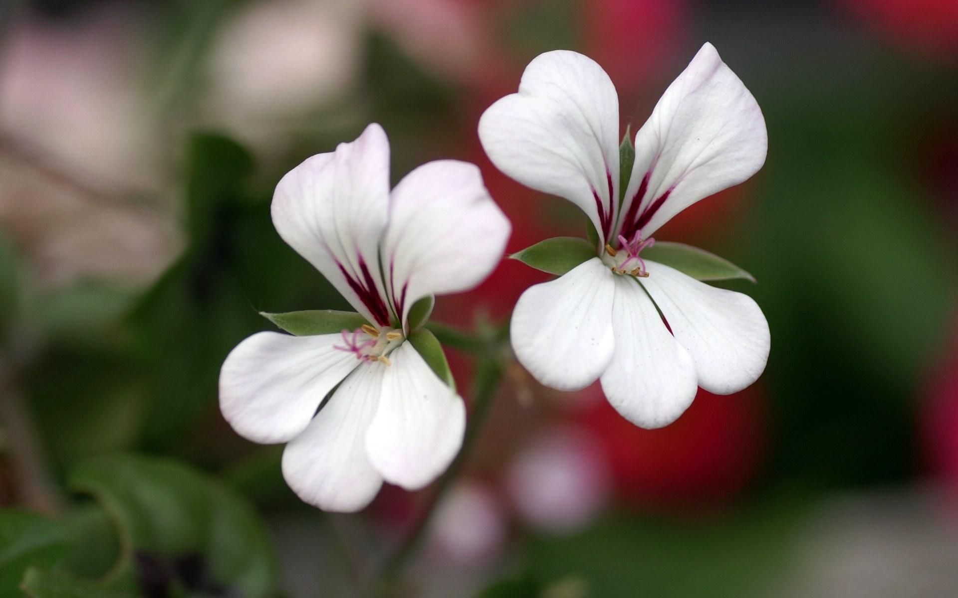 《春暖花开》 壁纸